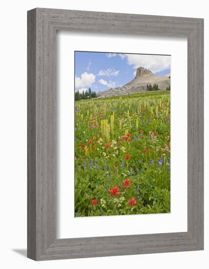 Wyoming, Grand Teton National Park, Spearhead Peak and Wildflower Meadow-Elizabeth Boehm-Framed Photographic Print