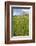 Wyoming, Grand Teton National Park, Spearhead Peak and Wildflower Meadow-Elizabeth Boehm-Framed Photographic Print