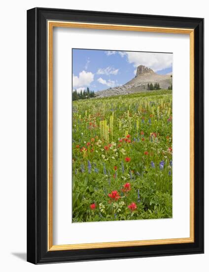 Wyoming, Grand Teton National Park, Spearhead Peak and Wildflower Meadow-Elizabeth Boehm-Framed Photographic Print