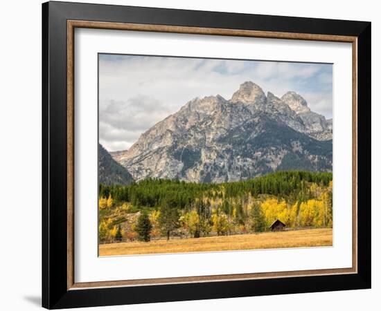 Wyoming, Grand Teton National Park. Teton Range and golden Aspen trees-Jamie and Judy Wild-Framed Photographic Print