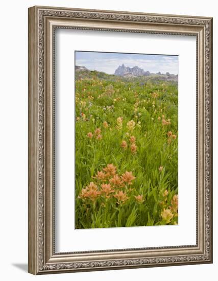 Wyoming, Grand Teton National Park, Wildflowers Along the Death Canyon Shelf-Elizabeth Boehm-Framed Photographic Print