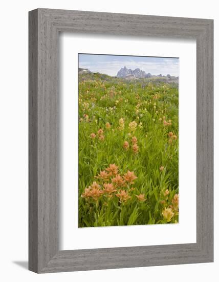 Wyoming, Grand Teton National Park, Wildflowers Along the Death Canyon Shelf-Elizabeth Boehm-Framed Photographic Print