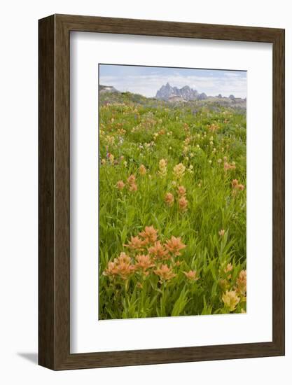 Wyoming, Grand Teton National Park, Wildflowers Along the Death Canyon Shelf-Elizabeth Boehm-Framed Photographic Print