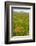 Wyoming, Grand Teton National Park, Wildflowers Along the Death Canyon Shelf-Elizabeth Boehm-Framed Photographic Print