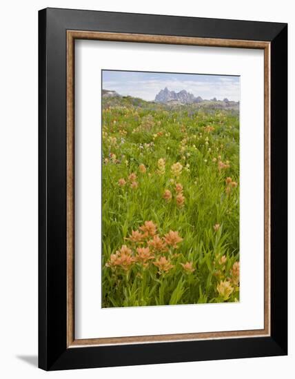 Wyoming, Grand Teton National Park, Wildflowers Along the Death Canyon Shelf-Elizabeth Boehm-Framed Photographic Print