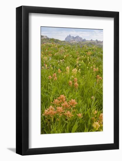 Wyoming, Grand Teton National Park, Wildflowers Along the Death Canyon Shelf-Elizabeth Boehm-Framed Photographic Print