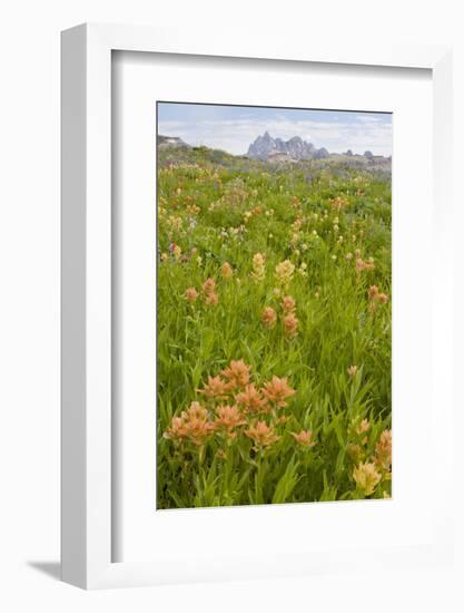 Wyoming, Grand Teton National Park, Wildflowers Along the Death Canyon Shelf-Elizabeth Boehm-Framed Photographic Print