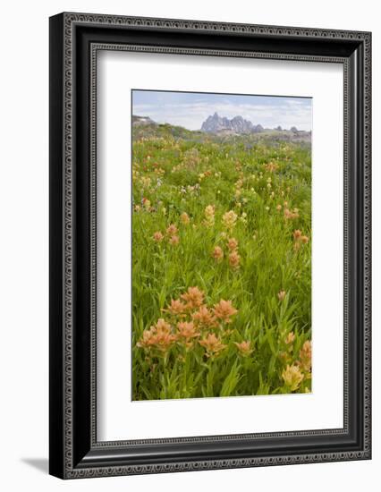 Wyoming, Grand Teton National Park, Wildflowers Along the Death Canyon Shelf-Elizabeth Boehm-Framed Photographic Print