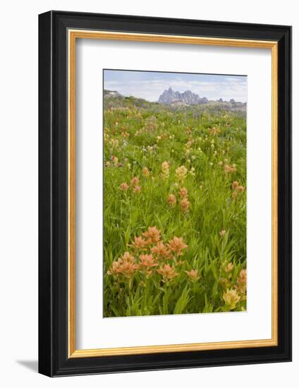 Wyoming, Grand Teton National Park, Wildflowers Along the Death Canyon Shelf-Elizabeth Boehm-Framed Photographic Print