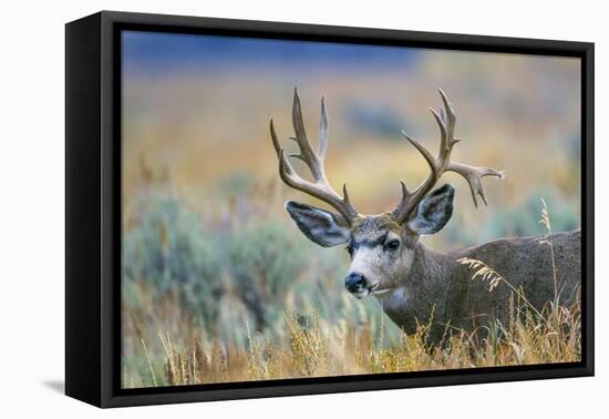 Wyoming, Grand Teton NP. A monster Mule Deer buck poses for a portrait shot of it's large antlers.-Elizabeth Boehm-Framed Premier Image Canvas