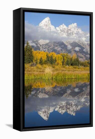 Wyoming, Grand Teton NP. Grand Teton with fresh snow is reflected in a pond with autumn cottonwoods-Elizabeth Boehm-Framed Premier Image Canvas
