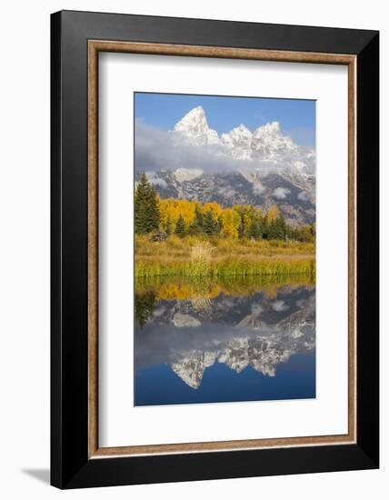 Wyoming, Grand Teton NP. Grand Teton with fresh snow is reflected in a pond with autumn cottonwoods-Elizabeth Boehm-Framed Photographic Print