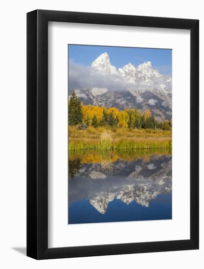 Wyoming, Grand Teton NP. Grand Teton with fresh snow is reflected in a pond with autumn cottonwoods-Elizabeth Boehm-Framed Photographic Print