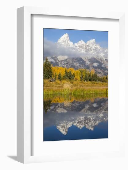 Wyoming, Grand Teton NP. Grand Teton with fresh snow is reflected in a pond with autumn cottonwoods-Elizabeth Boehm-Framed Photographic Print