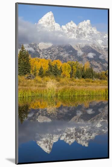 Wyoming, Grand Teton NP. Grand Teton with fresh snow is reflected in a pond with autumn cottonwoods-Elizabeth Boehm-Mounted Photographic Print