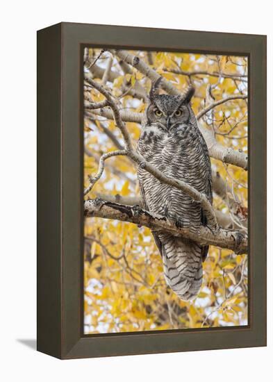 Wyoming, Great Horned Owl Roosting in Cottonwood-Elizabeth Boehm-Framed Premier Image Canvas