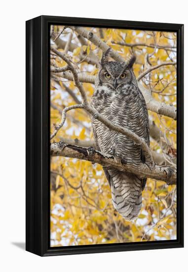 Wyoming, Great Horned Owl Roosting in Cottonwood-Elizabeth Boehm-Framed Premier Image Canvas