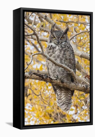 Wyoming, Great Horned Owl Roosting in Cottonwood-Elizabeth Boehm-Framed Premier Image Canvas