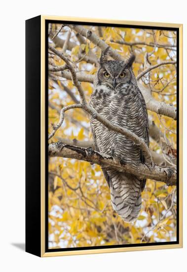Wyoming, Great Horned Owl Roosting in Cottonwood-Elizabeth Boehm-Framed Premier Image Canvas