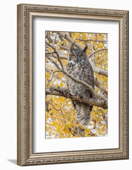 Wyoming, Great Horned Owl Roosting in Cottonwood-Elizabeth Boehm-Framed Photographic Print