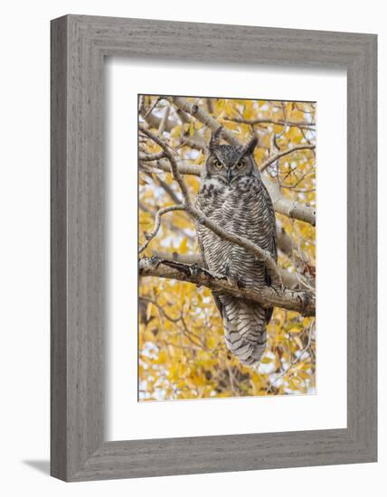 Wyoming, Great Horned Owl Roosting in Cottonwood-Elizabeth Boehm-Framed Photographic Print