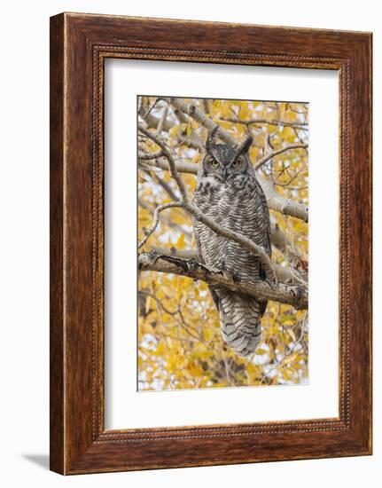 Wyoming, Great Horned Owl Roosting in Cottonwood-Elizabeth Boehm-Framed Photographic Print