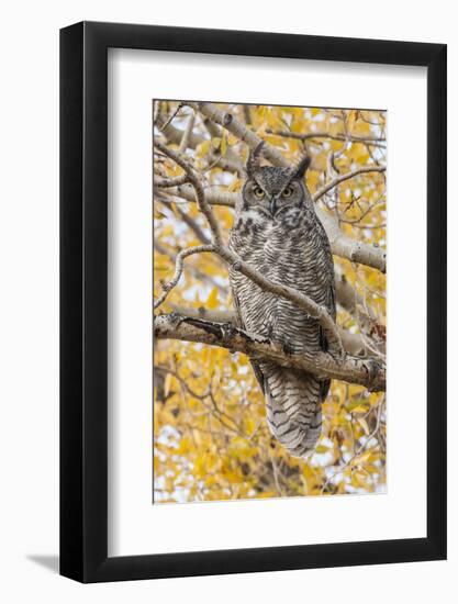 Wyoming, Great Horned Owl Roosting in Cottonwood-Elizabeth Boehm-Framed Photographic Print