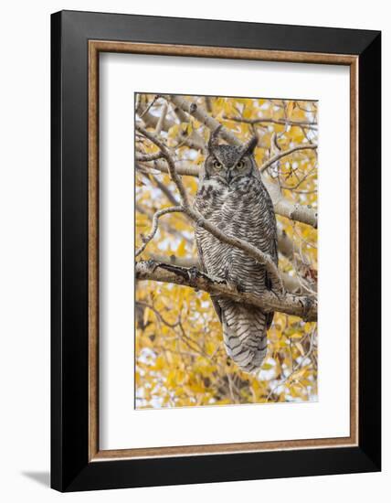 Wyoming, Great Horned Owl Roosting in Cottonwood-Elizabeth Boehm-Framed Photographic Print