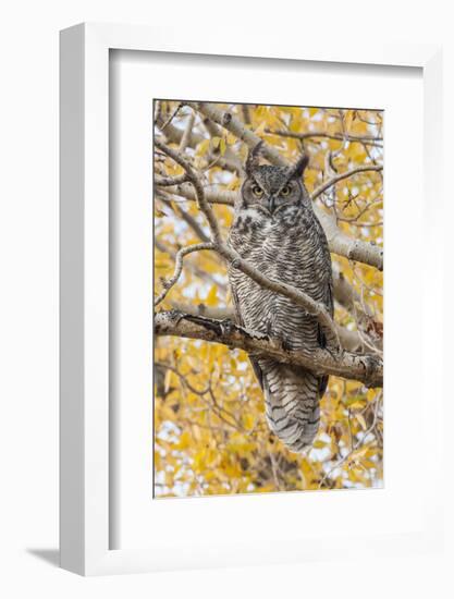 Wyoming, Great Horned Owl Roosting in Cottonwood-Elizabeth Boehm-Framed Photographic Print