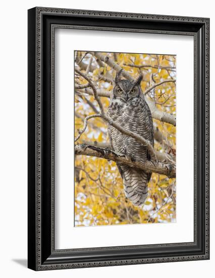 Wyoming, Great Horned Owl Roosting in Cottonwood-Elizabeth Boehm-Framed Photographic Print
