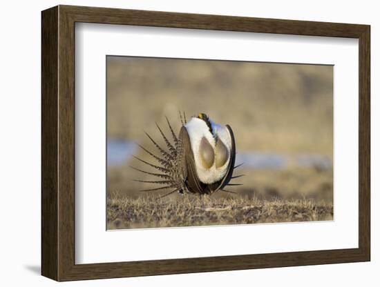 Wyoming, Greater Sage Grouse Strutting on Lek with Air Sacs Blown Up-Elizabeth Boehm-Framed Photographic Print