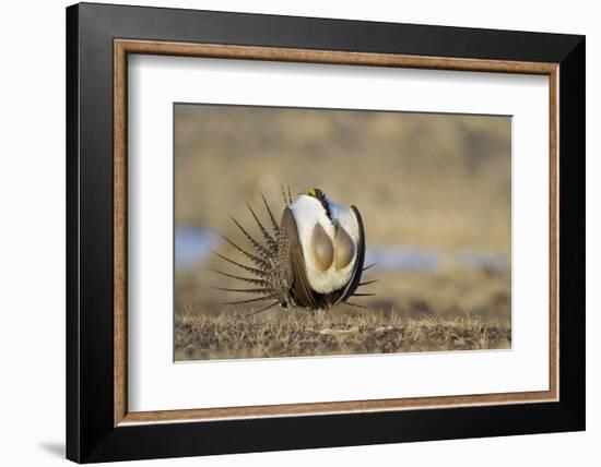 Wyoming, Greater Sage Grouse Strutting on Lek with Air Sacs Blown Up-Elizabeth Boehm-Framed Photographic Print