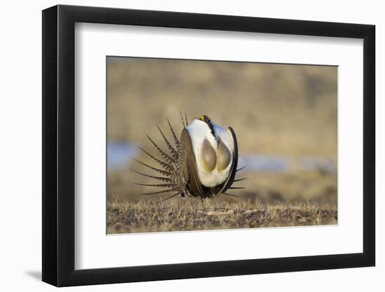 Wyoming, Greater Sage Grouse Strutting on Lek with Air Sacs Blown Up-Elizabeth Boehm-Framed Photographic Print