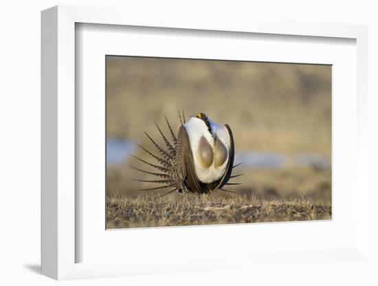 Wyoming, Greater Sage Grouse Strutting on Lek with Air Sacs Blown Up-Elizabeth Boehm-Framed Photographic Print