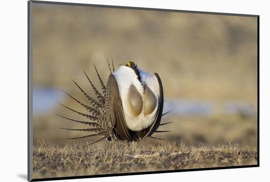 Wyoming, Greater Sage Grouse Strutting on Lek with Air Sacs Blown Up-Elizabeth Boehm-Mounted Photographic Print