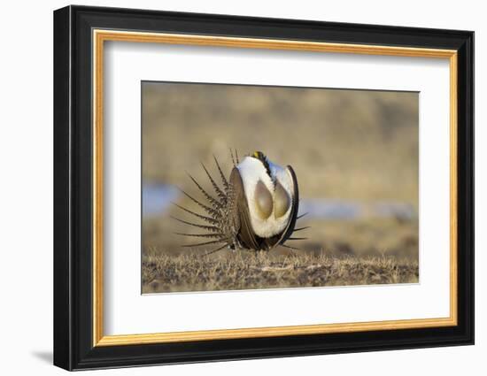 Wyoming, Greater Sage Grouse Strutting on Lek with Air Sacs Blown Up-Elizabeth Boehm-Framed Photographic Print