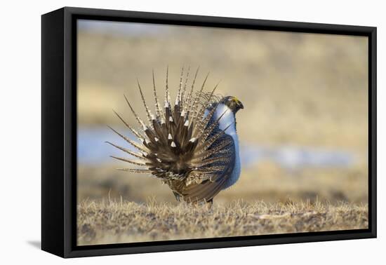 Wyoming, Greater Sage Grouse Strutting on Lek-Elizabeth Boehm-Framed Premier Image Canvas