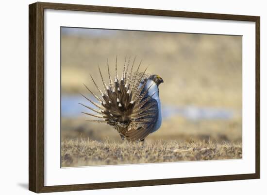 Wyoming, Greater Sage Grouse Strutting on Lek-Elizabeth Boehm-Framed Photographic Print