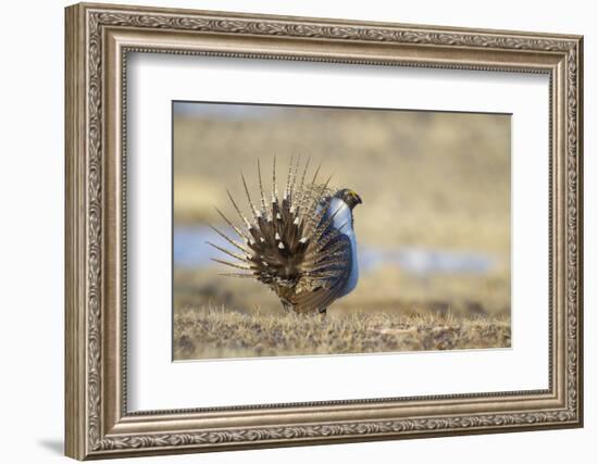 Wyoming, Greater Sage Grouse Strutting on Lek-Elizabeth Boehm-Framed Photographic Print