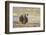 Wyoming, Greater Sage Grouse Strutting on Lek-Elizabeth Boehm-Framed Photographic Print