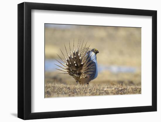 Wyoming, Greater Sage Grouse Strutting on Lek-Elizabeth Boehm-Framed Photographic Print