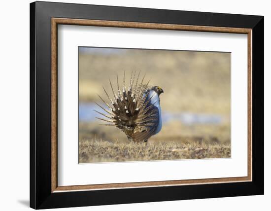 Wyoming, Greater Sage Grouse Strutting on Lek-Elizabeth Boehm-Framed Photographic Print