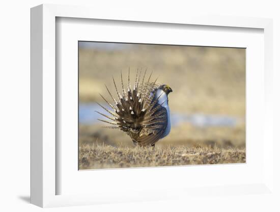 Wyoming, Greater Sage Grouse Strutting on Lek-Elizabeth Boehm-Framed Photographic Print