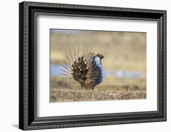 Wyoming, Greater Sage Grouse Strutting on Lek-Elizabeth Boehm-Framed Photographic Print