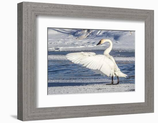Wyoming, Jackson, Flat Creek. Trumpeter Swan stretching it's wings on a frosty ice shelf-Elizabeth Boehm-Framed Photographic Print