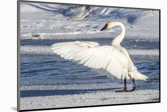 Wyoming, Jackson, Flat Creek. Trumpeter Swan stretching it's wings on a frosty ice shelf-Elizabeth Boehm-Mounted Photographic Print