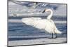 Wyoming, Jackson, Flat Creek. Trumpeter Swan stretching it's wings on a frosty ice shelf-Elizabeth Boehm-Mounted Photographic Print