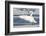 Wyoming, Jackson, Flat Creek. Trumpeter Swan stretching it's wings on a frosty ice shelf-Elizabeth Boehm-Framed Photographic Print