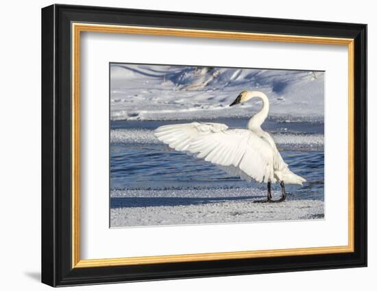 Wyoming, Jackson, Flat Creek. Trumpeter Swan stretching it's wings on a frosty ice shelf-Elizabeth Boehm-Framed Photographic Print