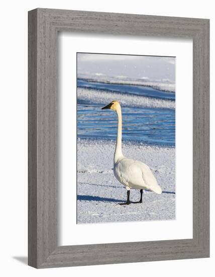 Wyoming, Jackson Hole, Flat Creek. Adult Trumpeter Swan-Elizabeth Boehm-Framed Photographic Print